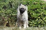 SPITZ LOUP 022